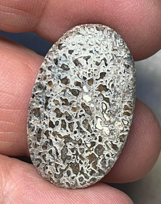 Oval 29x18mm Dinosaur Bone Cabochon 26