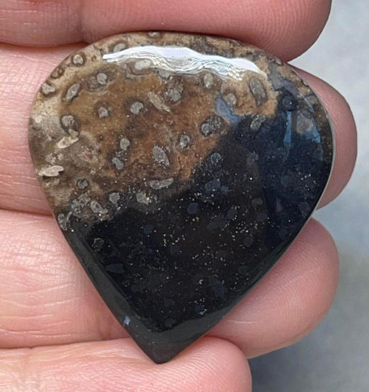 Teardrop 33x30mm Indonesian Palm Root Cabochon 12