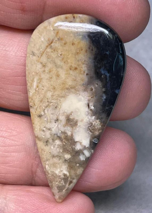 Teardrop 44x22mm Indonesian Palm Root Cabochon 23