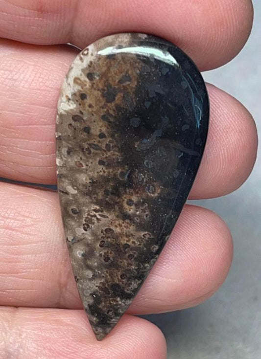 Teardrop 42x20mm Indonesian Palm Root Cabochon 30