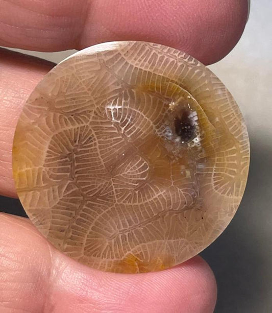 Round 32x32mm Skeletal Fossil Coral Cabochon 01