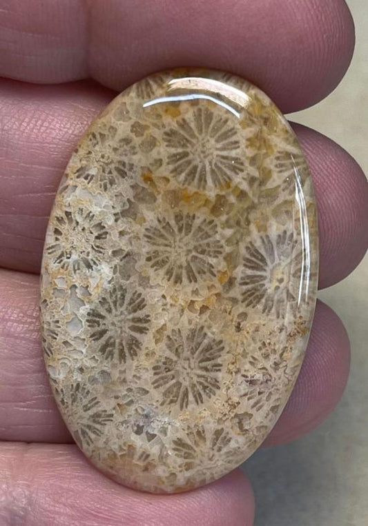 Oval 40x25mm Gold Fossil Coral Cabochon 19