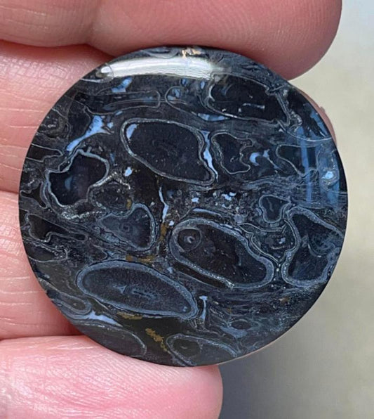 Round 31x31mm Indonesian Palm Root Cabochon 34