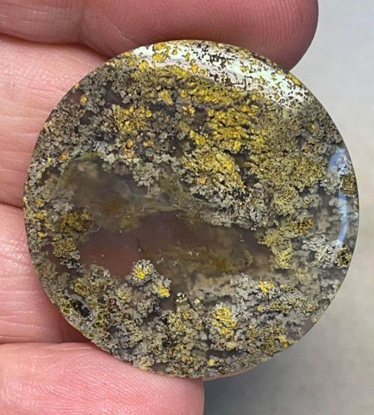 Round 34x34mm Indonesian Moss Agate Cabochon 51