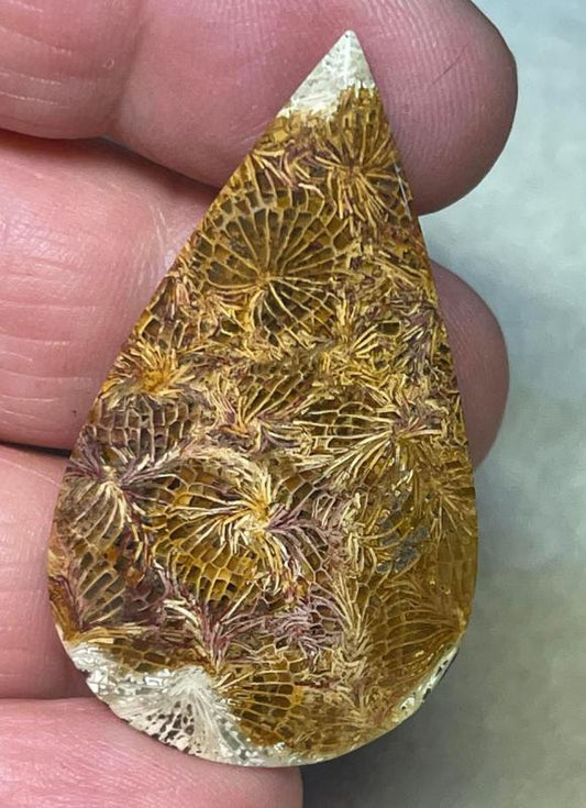Teardrop 45x26mm Skeletal Fossil Coral Cabochon 25