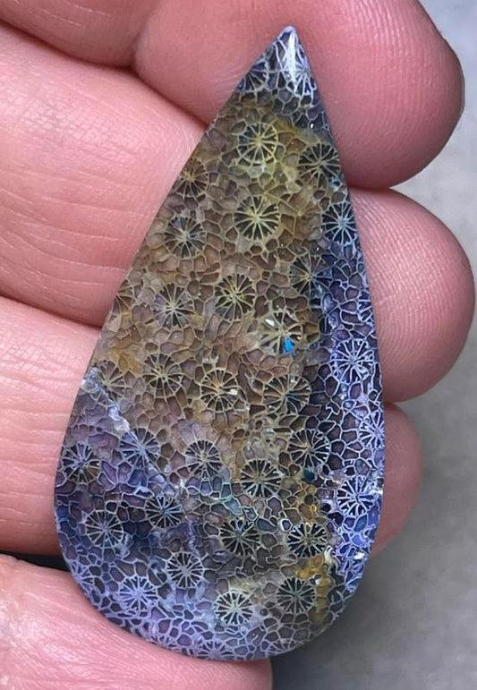 Teardrop 47x24mm Colour Enhanced Fossil Coral Cabochon 01