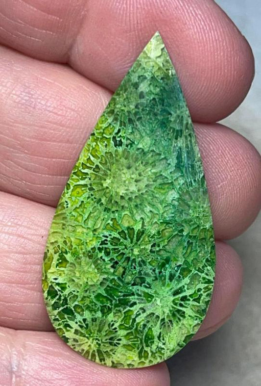 Teardrop 44x22mm Colour Enhanced Fossil Coral Cabochon 05
