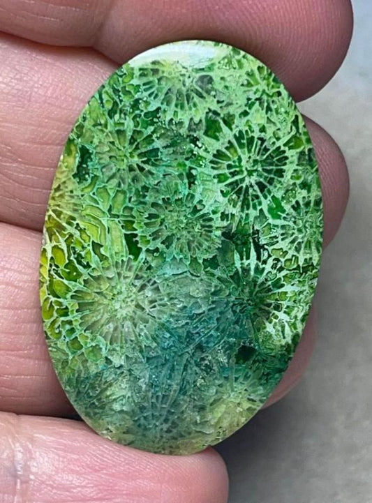 Oval 40x26mm Colour Enhanced Fossil Coral Cabochon 06