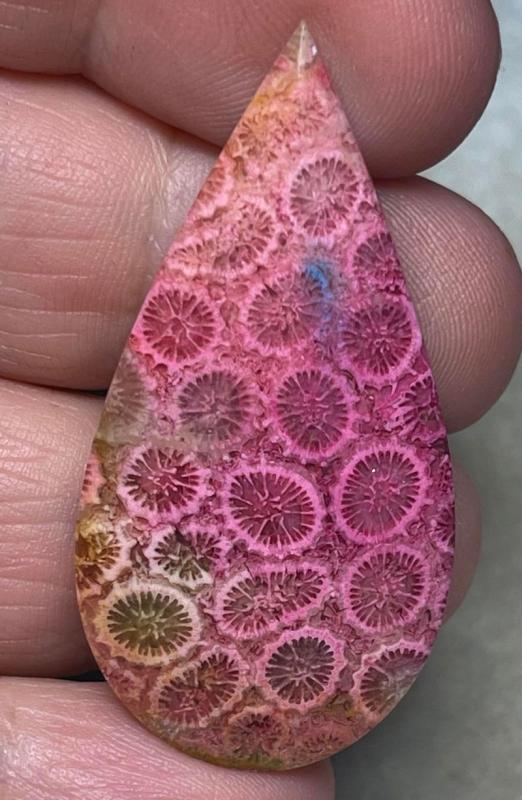 Teardrop 45x22mm Colour Enhanced Fossil Coral Cabochon 10
