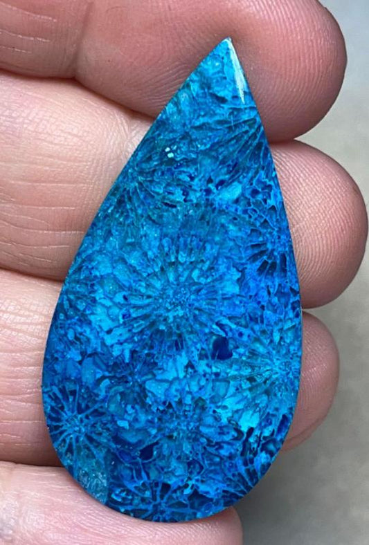 Teardrop 44x23mm Colour Enhanced Fossil Coral Cabochon 12
