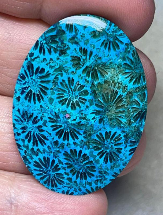 Oval 40x29mm Colour Enhanced Fossil Coral Cabochon 14