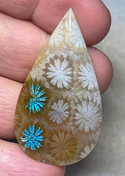Teardrop 47x26mm Colour Enhanced Fossil Coral Cabochon 18