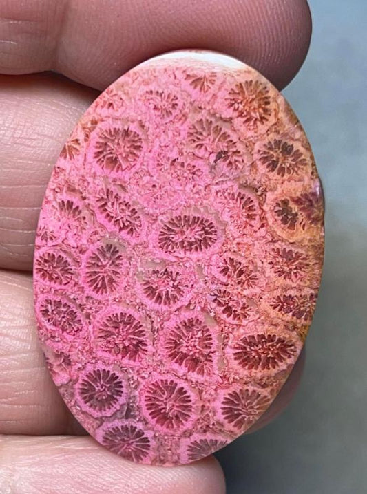 Oval 40x27mm Colour Enhanced Fossil Coral Cabochon 26