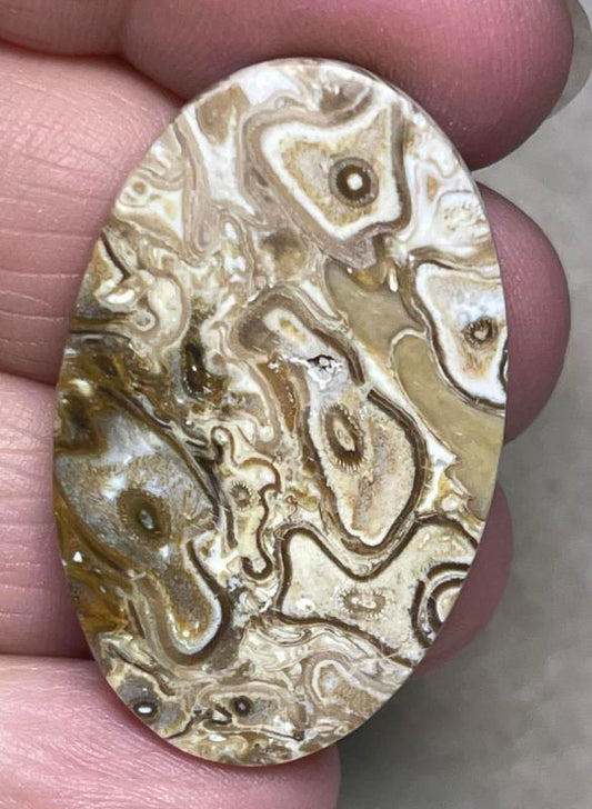 Oval 39x24mm Agatised Palm Root Cabochon 02