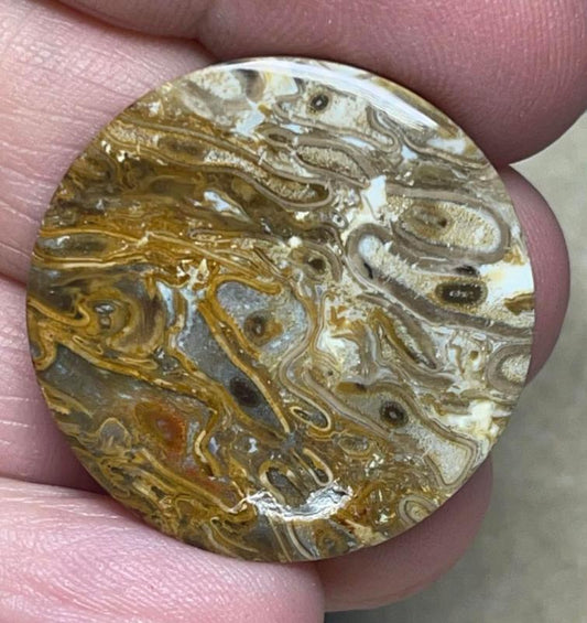Round 29x29mm Agatised Palm Root Cabochon 03