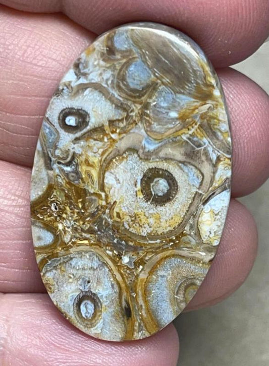 Oval 37x23mm Agatised Palm Root Cabochon 06