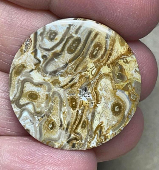 Round 28x28mm Agatised Palm Root Cabochon 07