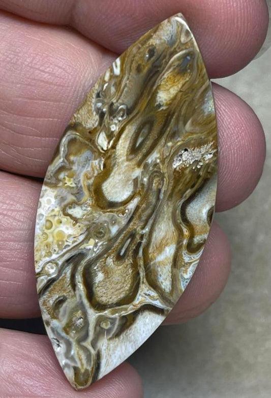 Marquise 50x21mm Agatised Palm Root Cabochon 11