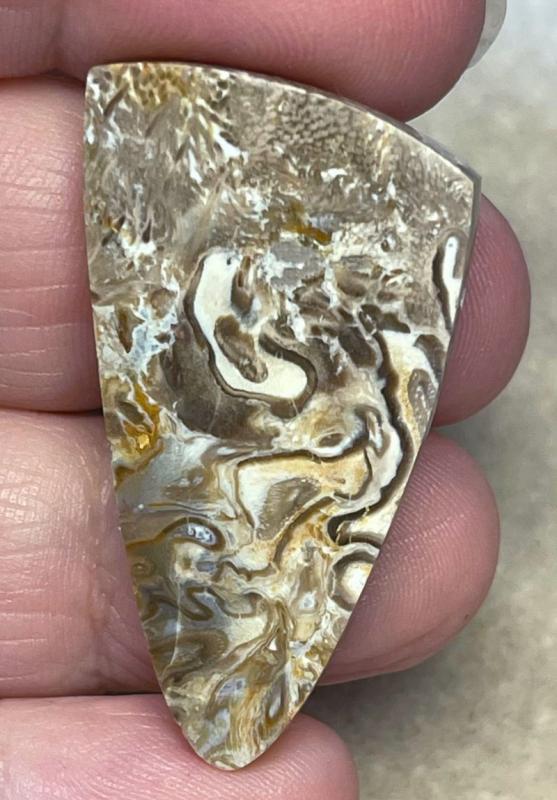 Freeform 40x22mm Agatised Palm Root Cabochon 12