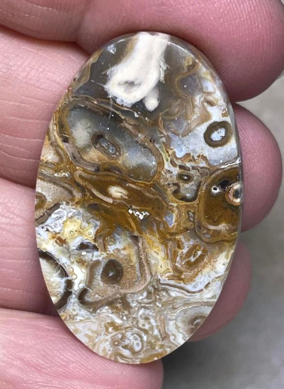 Oval 38x24mm Agatised Palm Root Cabochon 13