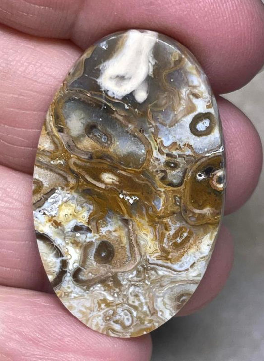 Oval 38x24mm Agatised Palm Root Cabochon 13