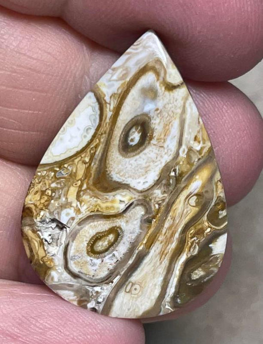 Teardrop 33x23mm Agatised Palm Root Cabochon 15