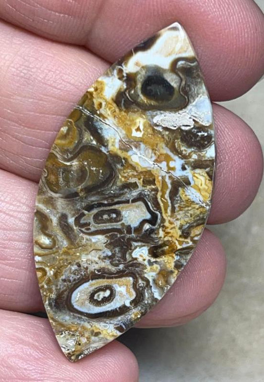 Marquise 47x22mm Agatised Palm Root Cabochon 16