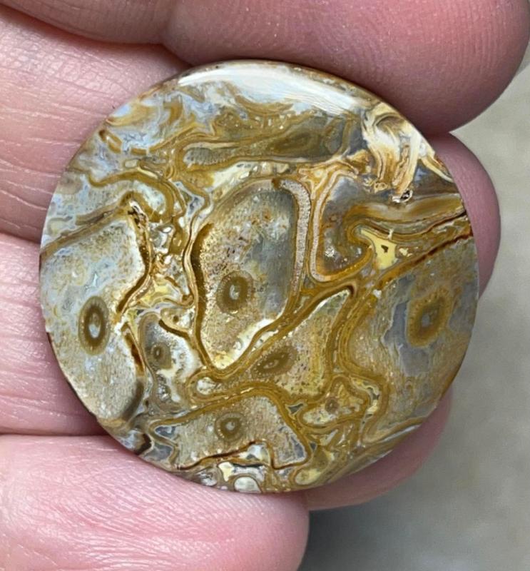 Round 29x29mm Agatised Palm Root Cabochon 17