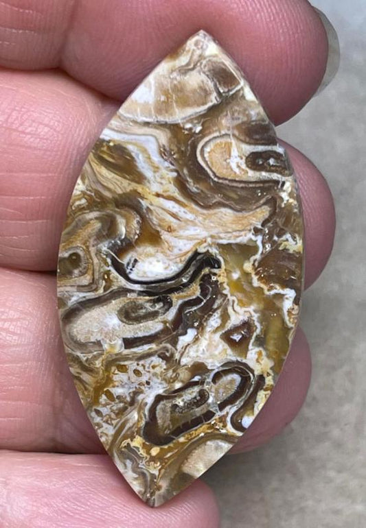 Marquise 44x22mm Agatised Palm Root Cabochon 19