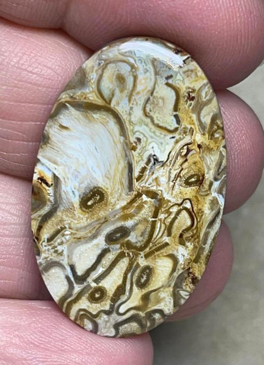 Oval 36x22mm Agatised Palm Root Cabochon 22