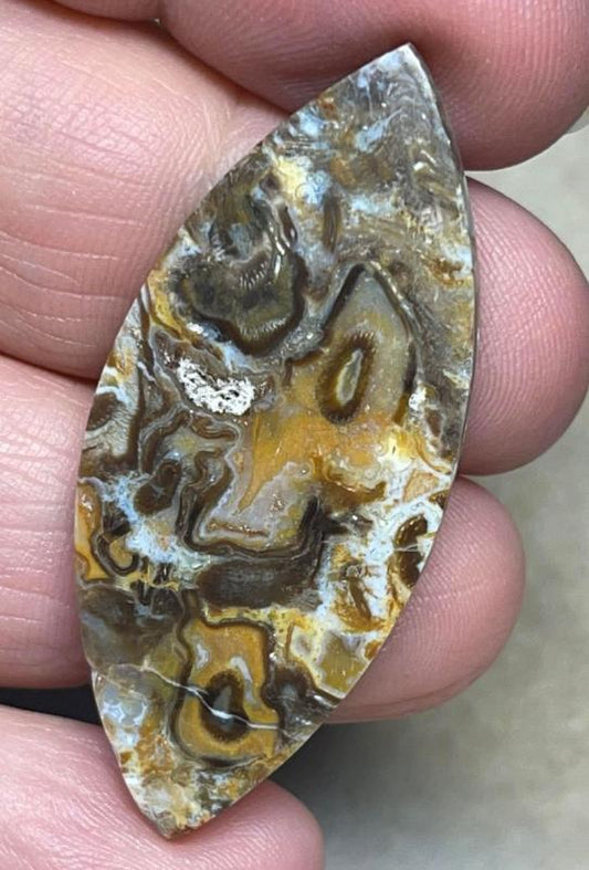Marquise 46x20mm Agatised Palm Root Cabochon 26