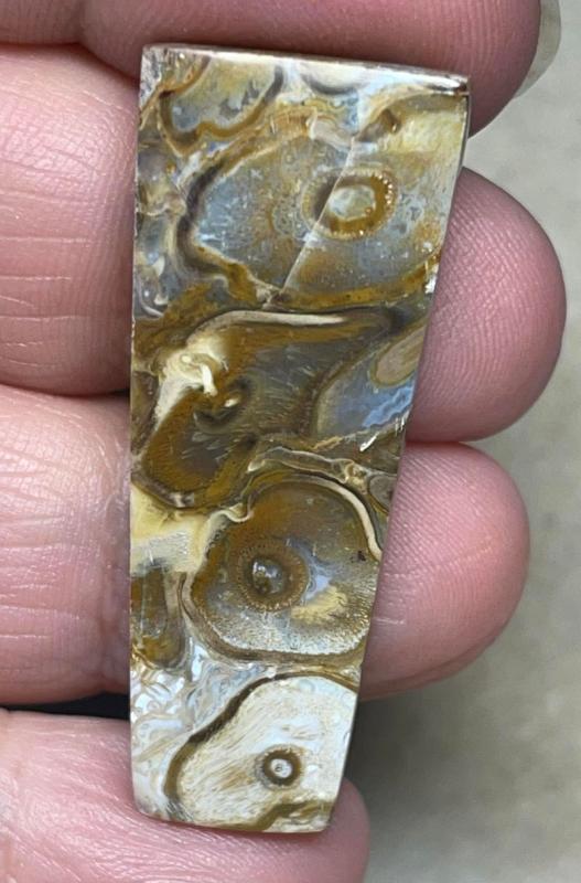 Freeform 42x17mm Agatised Palm Root Cabochon 28