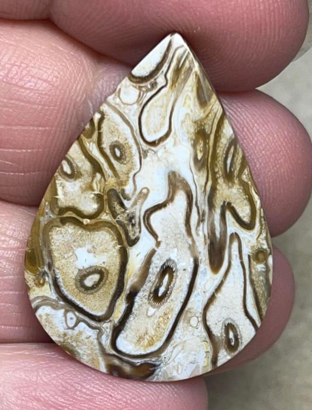 Teardrop 34x24mm Agatised Palm Root Cabochon 29
