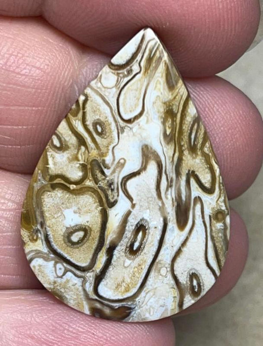 Teardrop 34x24mm Agatised Palm Root Cabochon 29