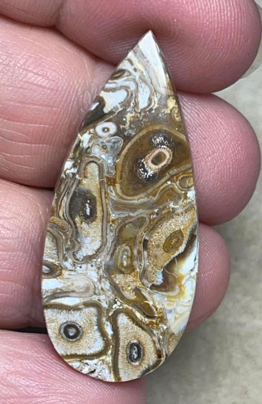 Teardrop 42x19mm Agatised Palm Root Cabochon 30