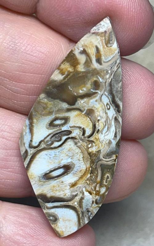 Freeform 47x20mm Agatised Palm Root Cabochon 31