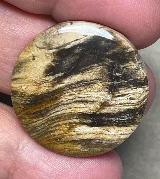 Round 29x29mm Indonesian Petrified Wood Cabochon 05