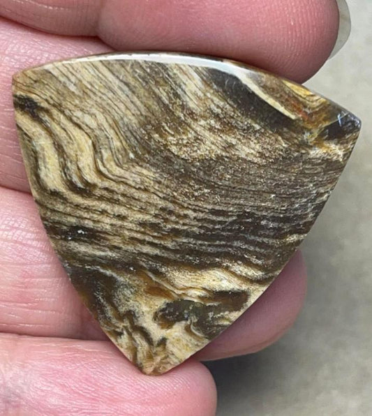 Freeform 34x34mm Indonesian Petrified Wood Cabochon 10