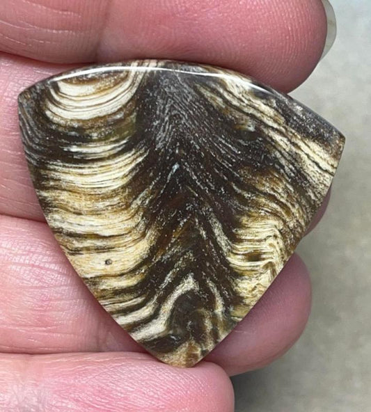 Freeform 33x33mm Indonesian Petrified Wood Cabochon 11