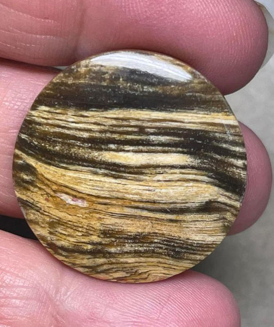 Round 29x29mm Indonesian Petrified Wood Cabochon 14