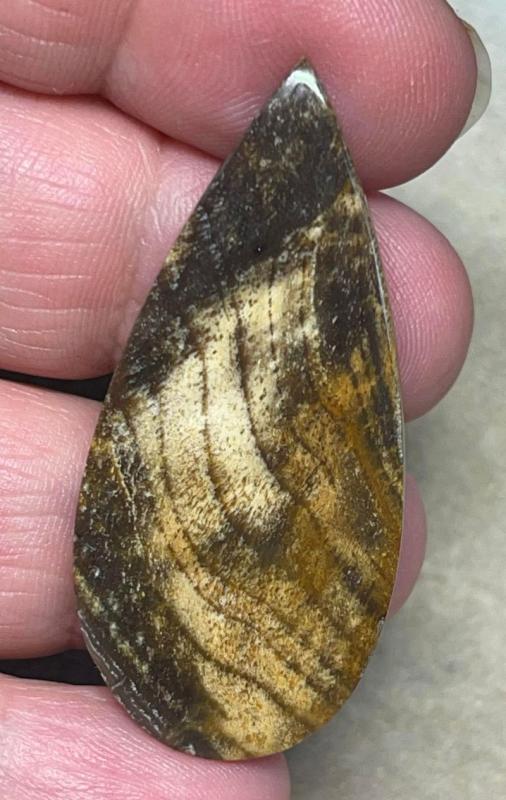 Teardrop 47x21mm Indonesian Petrified Wood Cabochon 26