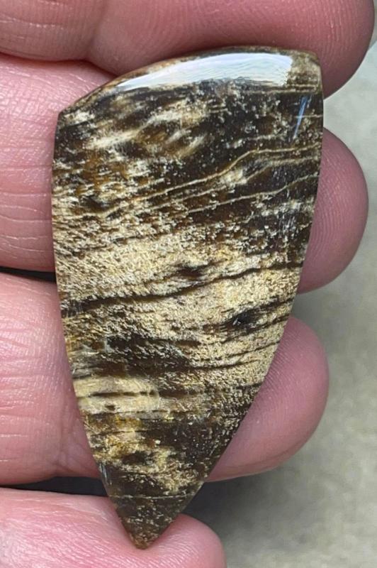 Freeform 45x23mm Indonesian Petrified Wood Cabochon 32
