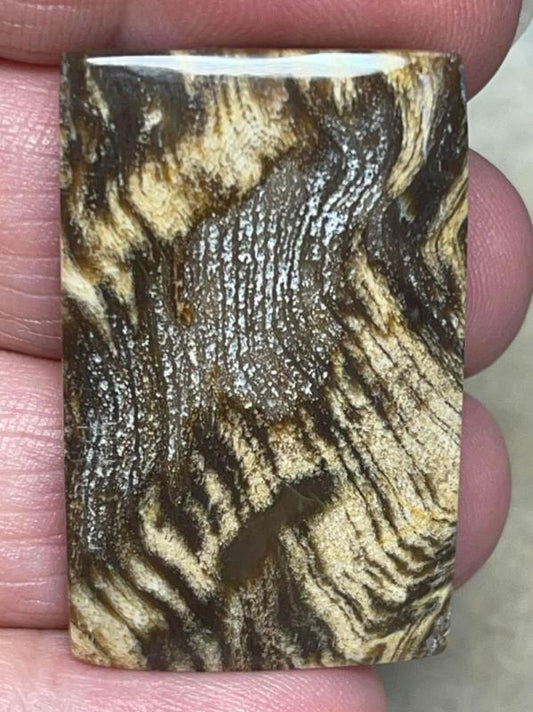 Rectangle 37x24mm Indonesian Petrified Wood Cabochon 34