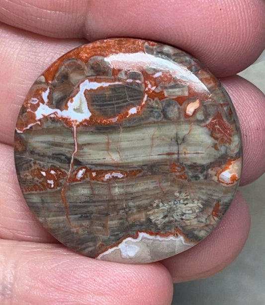 Round 31x31mm Money Agate Cabochon 09