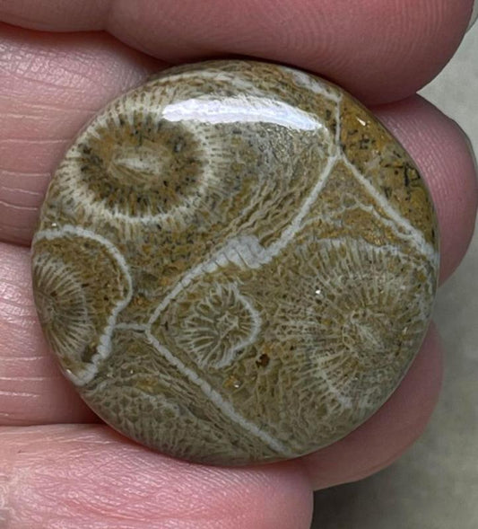 Round 27x27mm Moroccan Fossil Coral Cabochon 01