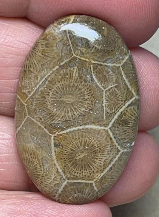Oval 34x22mm Moroccan Fossil Coral Cabochon 02