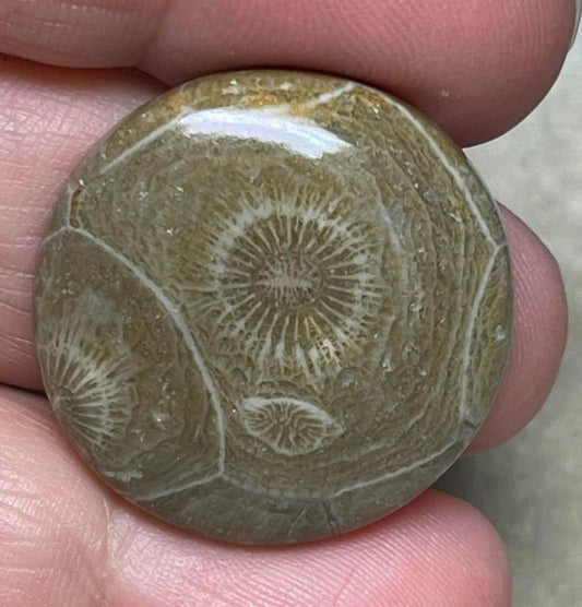 Round 27x27mm Moroccan Fossil Coral Cabochon 07