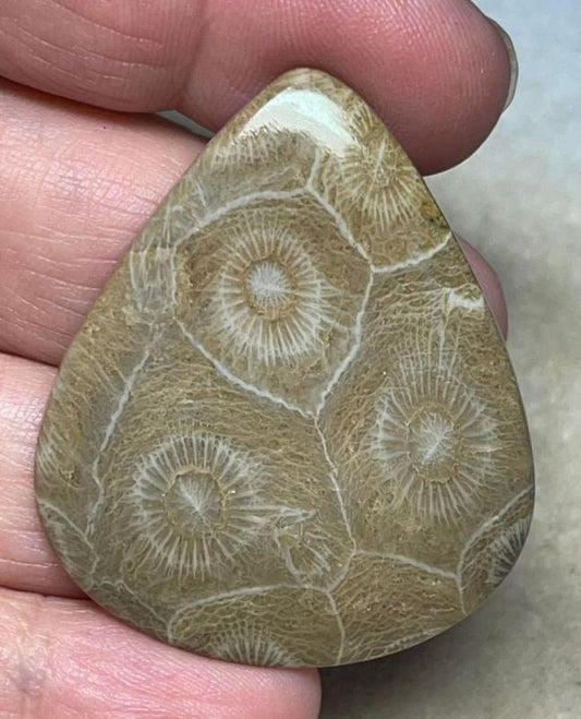 Teardrop 44x37mm Moroccan Fossil Coral Cabochon 08