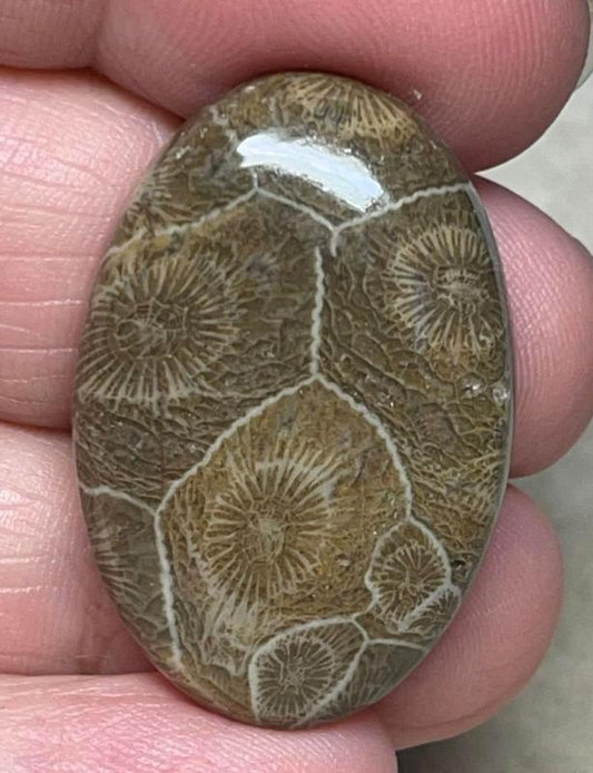 Oval 33x22mm Moroccan Fossil Coral Cabochon 10