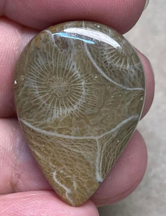 Teardrop 32x22mm Moroccan Fossil Coral Cabochon 11